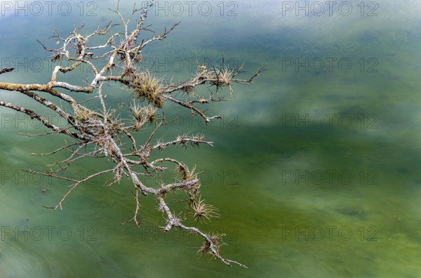 Tree branches covered in parasitic plants floating on the waters of a lake, Minas Gerais, Brazil