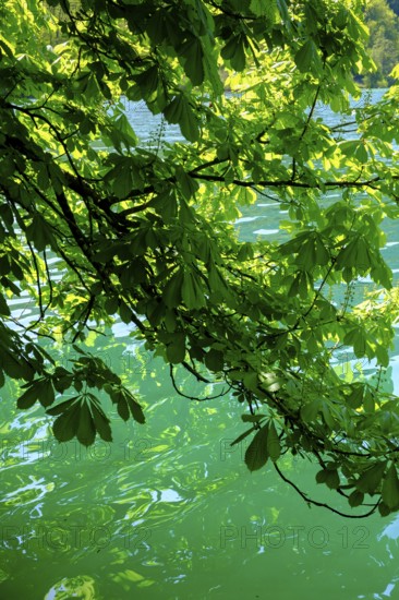 Chestnuts on the water, shades of green, Bled, Lake Bled, Slovenia