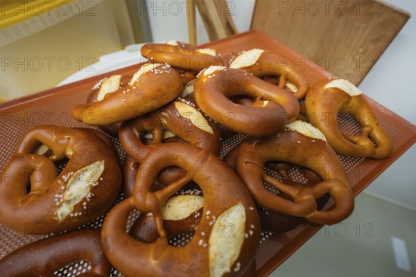 Fresh golden brown pretzels with salt on a baking mat, bake rolls, Haselstaller Hof, Gechingen, Germany