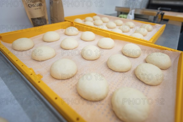 Dough balls on a tray in preparation for fermentation, baking rolls, Haselstaller Hof, Gechingen, Germany