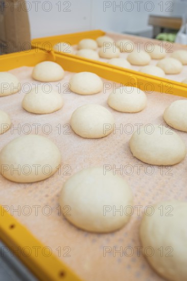 Round dough pieces on an orange tray in preparation for fermentation, bake rolls, Haselstaller Hof, Gechingen, Germany