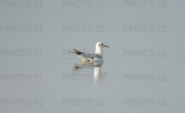 A black-headed gull (Chroicocephalus ridibundus) in the water, Sreepur, Gazipur, Bangladesh