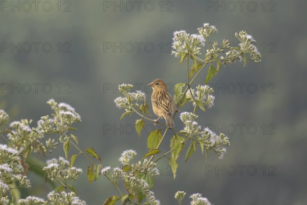 A zitting cisticola or streaked fantail warbler (Cisticola juncidis), Sreepur, Gazipur, Bangladesh
