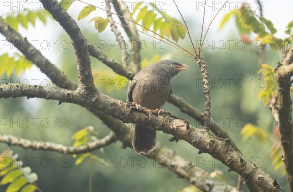 A jungle babbler (Argya striata) on a tree branch, Sreepur, Gazipur, Bangladesh