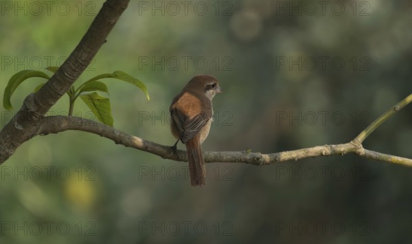 A Brown Shrike (Lanius cristatus), Sreepur, Gazipur, Bangladesh