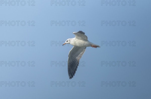 A black-headed gull (Chroicocephalus ridibundus) flying in the sky, Sreepur, Gazipur, Bangladesh