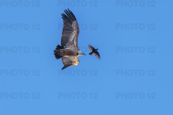 Crowded sky. A griffon vulture (Gyps fulvus) flies accompanied by a jackdaw (Coloeus monedula) on a sunny day against a blue sky. Austria