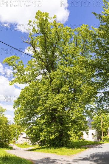 Old, solitary lime tree (Tilia) near the castle in Bärenstein, Altenberg, Osterzgebirge, Saxony, Germany