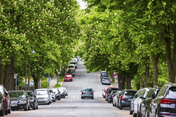 Blooming chestnut alley on the Kassberg in Chemnitz, Saxony, Germany