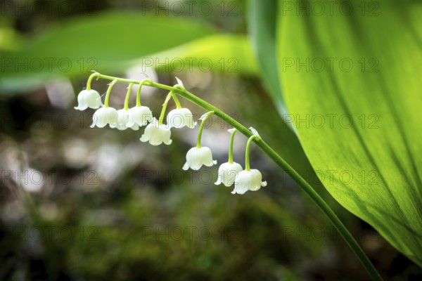 Lily of the valley (Convallaria majalis) in bloom, Saxony, Germany