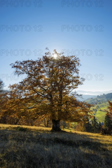Autumn-colored forest, Wiesental, Black Forest, Baden-Württemberg, Germany