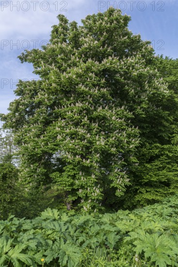 Flowering horse chestnut (Aesculus hippocastanum), Ternopillja, former thorn field, Ukraine