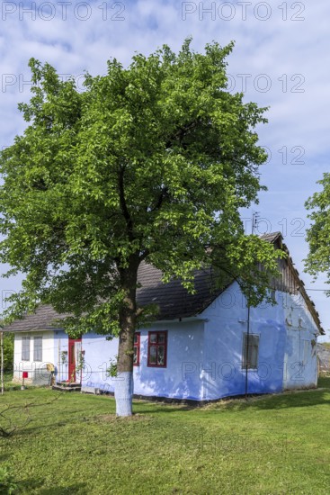 Old German settler house with garden in the former Dornfeld from 1789-1939, today Ternopillya, Ukraine
