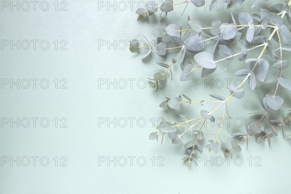 Eucalyptus branch, on a pale green background, top view, wallpaper, photo background, no people
