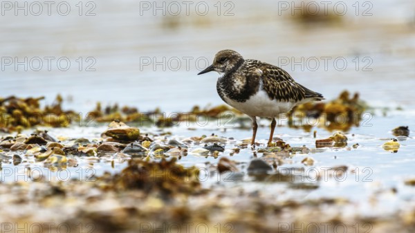 Ruddy Turnstone, Arenaria interpres