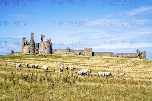 Sheeps around Ruins of Dunstanburgh Castle, Northumberland Coast, England, UK