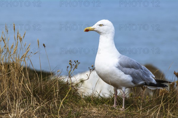 Herring Gull, Sea Gull, Gulls on Dorset cliff, England, United Kingdom