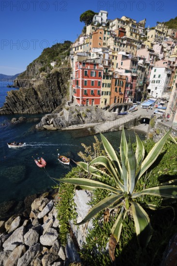 Colourful houses under blue sky, view of the fishing village of Riomaggiore, boats in the harbour, Cinque Terre, La Spezia province, Liguria, Italy