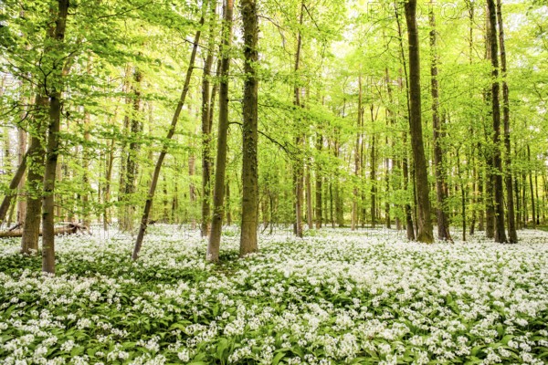 Wild garlic (Allium ursinum), flowering in the Bagno Forest, Münsterland, Steinfurt, North Rhine-Westphalia, Germany