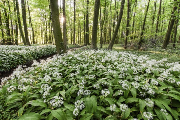 Lush forest with white wild garlic flowers (Allium ursinum), in the Bagno Forest, Münsterland, Steinfurt, North Rhine-Westphalia, Germany