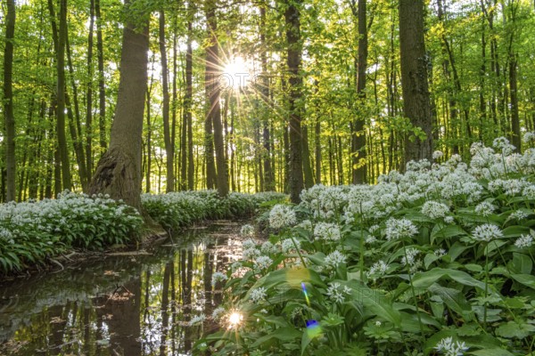 Sunbeams in the forest with white flowers and water reflections