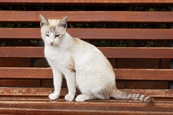 Cat sitting on a park bench, Marrakech, Morocco
