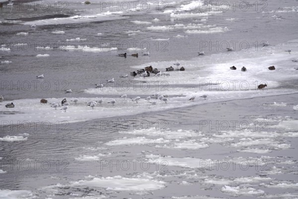 Elbe with ice floes, seagulls, winter, Dresden, Saxony, Germany