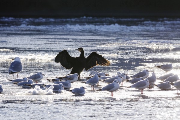 Elbe with ice floes, cormorant and seagulls, winter, Dresden, Saxony, Germany