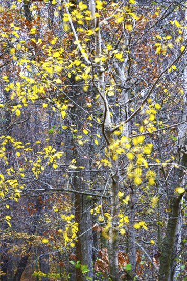 Autumn leaves in the wind on a tree, long exposure, Germany