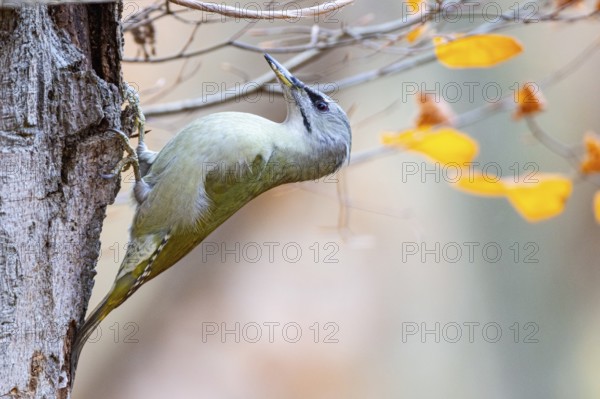 Grey-headed Woodpecker (Picus canus) female Germany