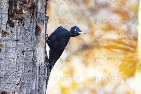 Black woodpecker (Dryocopus martius) female Germany