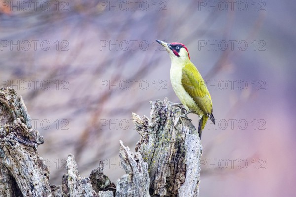 Green woodpecker (Picus viridis) male Germany