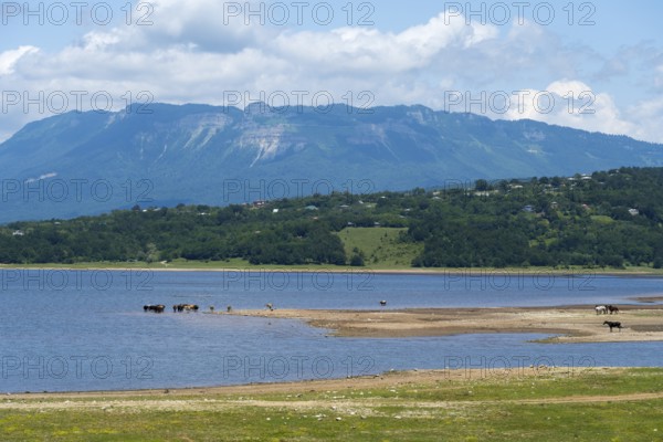 Landscape with lake, grazing animals and mountains in the background under blue sky, Tqibuli Reservoir, Imereti Region, Georgia