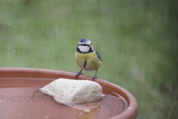 Blue tit (Cyanistes caeruleus), water, drink, thirst, winter, cute, Even in winter, birds need fresh water