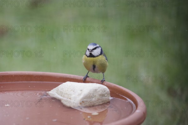 Blue tit (Cyanistes caeruleus), water, drinking, thirst, winter, water droplets