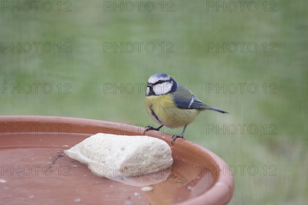 Blue tit (Cyanistes caeruleus), water, drinking, thirst, winter, A bowl of fresh water for the birds