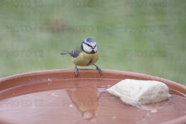 Blue tit (Cyanistes caeruleus), water, drinking, thirst, winter, fresh water at minus temperatures for the birds