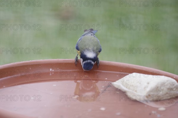 Blue tit (Cyanistes caeruleus), water, drinking, thirst, winter, reflection, A bowl of fresh water is ready for the birds in the garden
