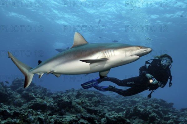 Underwater photo diver and Grey reef shark (Carcharhinus amblyrhynchos), Pacific Ocean, Indian Ocean, Oceania, Red Sea, Micronesia