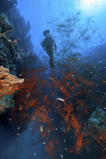 Scuba diver looking at Black coral (Antipathes dichotoma) in coral reef, Red Sea, Egypt