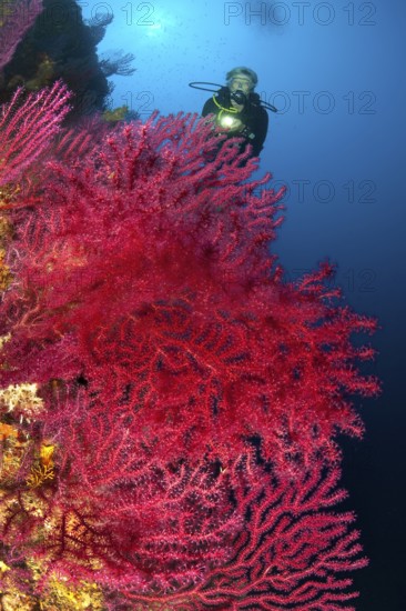 Underwater photo Diver looking at large fan of red gorgonian (Paramuricea clavata) horn coral Mediterranean fan coral on rocky reef, Mediterranean Sea, Elba, Tuscany, Italy