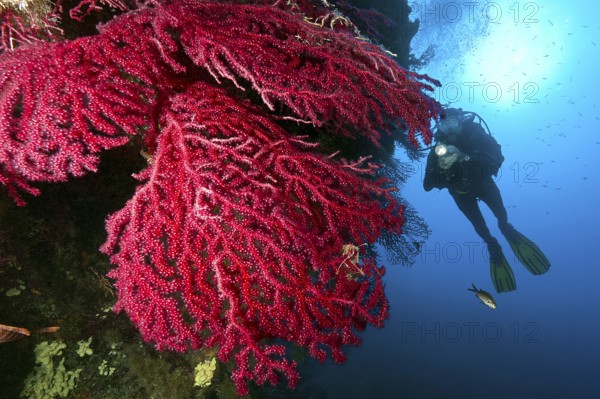 Underwater photo Diver looking at illuminated large fan of red gorgonian (Paramuricea clavata) horn coral Mediterranean fan coral on rocky reef, Mediterranean Sea, Giglio, Tuscany, Italy