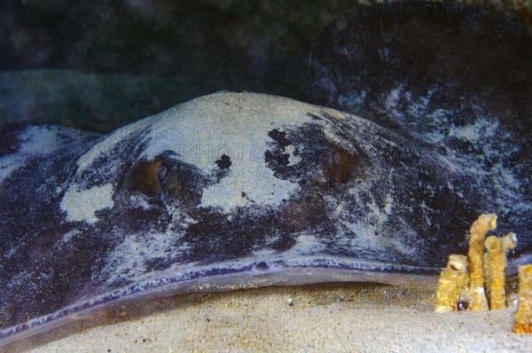 Round stingray (Taeniurops grabatus) Synonym Taeniura grabata Stingray lies under ledge of rocky reef on sandy seabed Seabed, East Atlantic, Fuerteventura, Canary Islands, Spain
