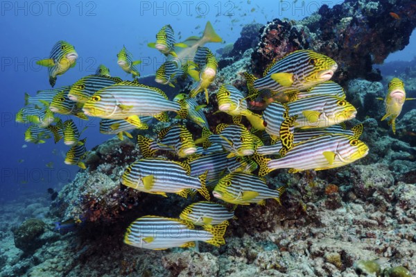 Group of Oriental sweetlips (Plectorhinchus vittatus) swimming with current Sea current in coral reef, Indian Ocean, Maldives