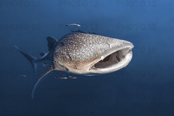 Underwater photo of large plankton-eating whale shark (Rhincodon typus) plankton-eater swimming with open mouth through blue open sea, tropical subtropical seas