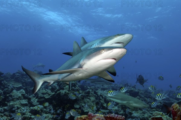 Underwater photo of two large Grey reef sharks (Carcharhinus amblyrhynchos) swimming side by side close to each other over stony corals (Scleractinia) in coral reef, Pacific Ocean, Yap Island, Yap State, Caroline Islands, FSM, Federated States of Micronesia, Australia, Oceania