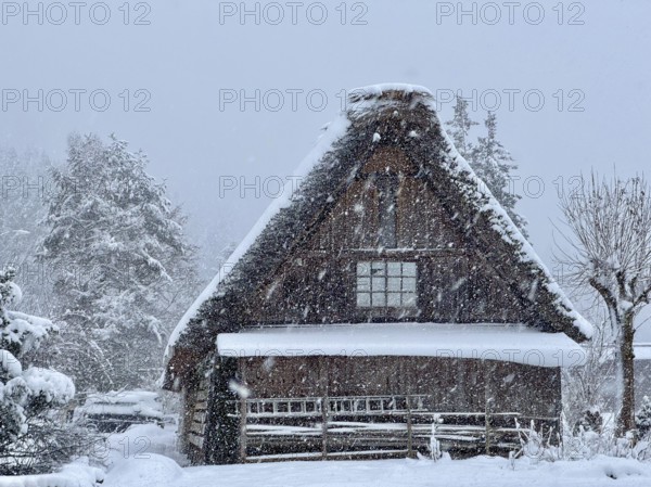 Snowy traditional house with gable roof surrounded by winter trees, blowing snow, winter landscape, Shirakawa, Gifu, Japan
