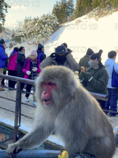 A monkey sits on a railing while people in winter clothes stand in the background, winter, snow, Jigokudani Yaen Koen, Snow Monkey Park, Japanese macaques, Yamanochi, Nagano, Japan