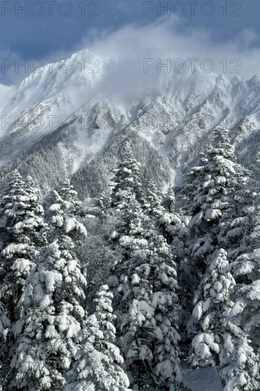 Snowy fir trees in front of mighty mountains covered with clouds creating a cold winter landscape, winter, snow, Chubu Sangaku National Park, Takayama, Gifu, Japan