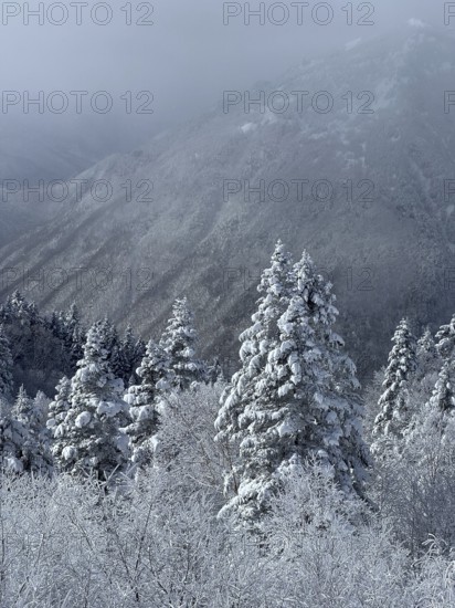 A snowy landscape with fog covered mountains and fir trees that radiates a calm winter atmosphere, winter, snow, Chubu Sangaku National Park, Takayama, Gifu, Japan